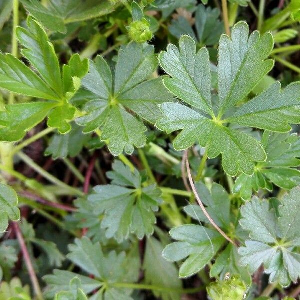 Potentilla neumanniana Folha