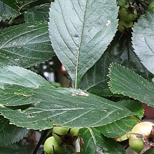 Crataegus crus-galli Hoja