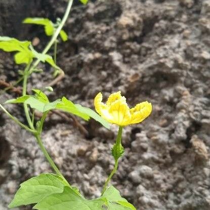 Momordica charantia Blomma