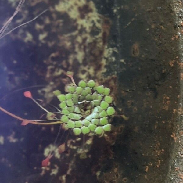 Ludwigia sedoides 葉