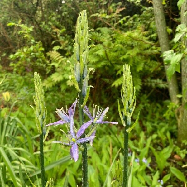 Camassia quamash Flower