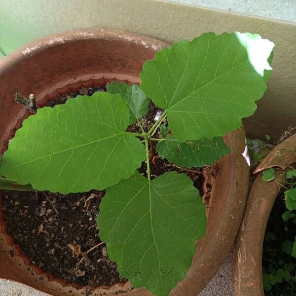 Ficus palmata Leaf