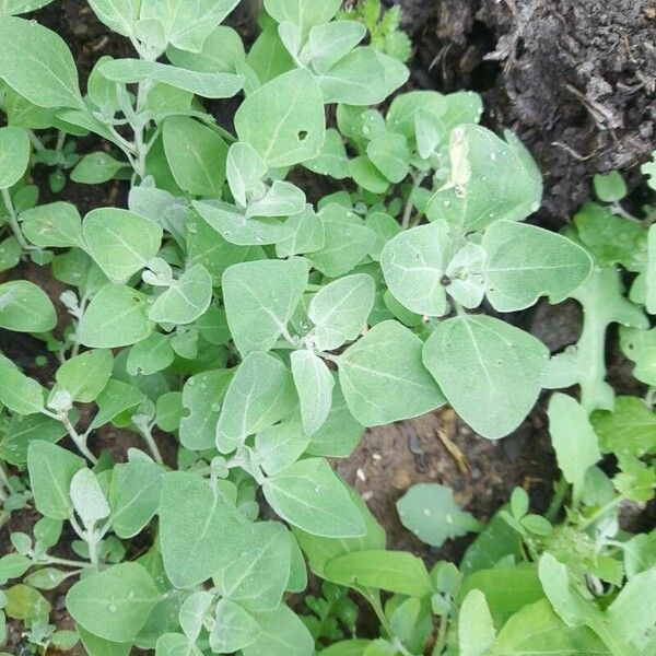 Chenopodium vulvaria Leaf