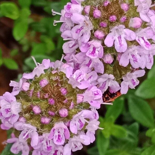 Thymus longicaulis ফুল