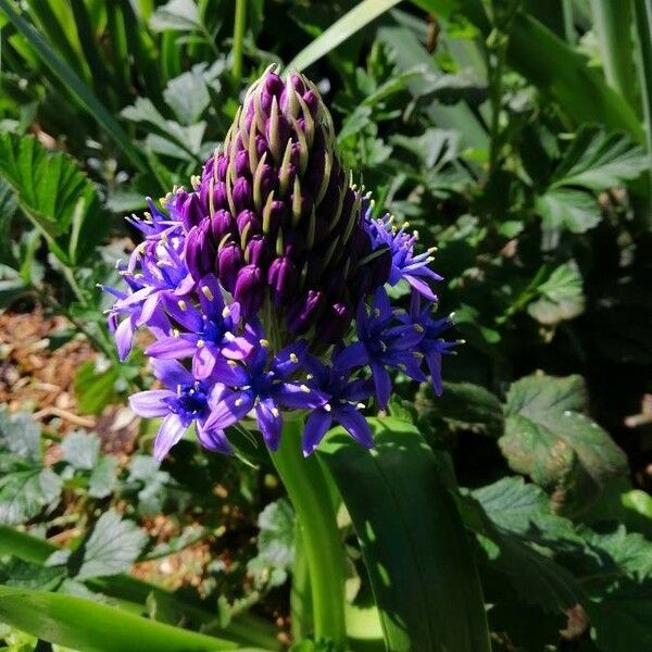 Scilla peruviana Цвят