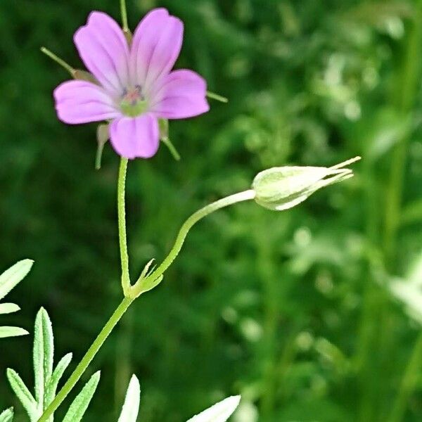 Geranium columbinum Blüte