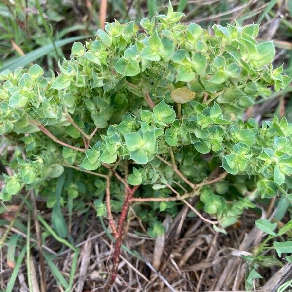 Euphorbia falcata Habitus