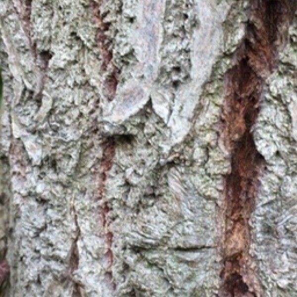 Salix daphnoides Bark