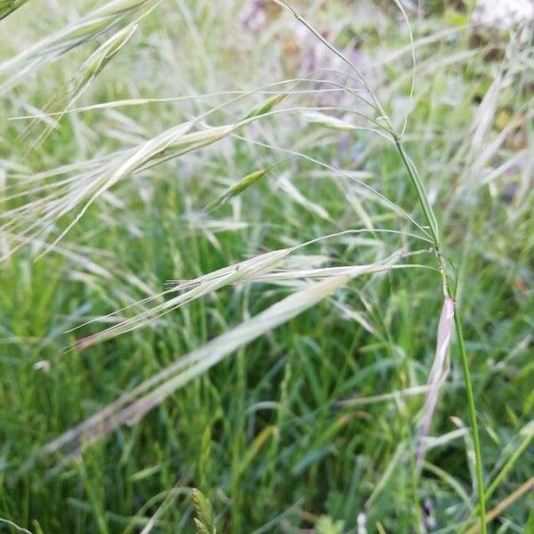 Bromus racemosus Плод