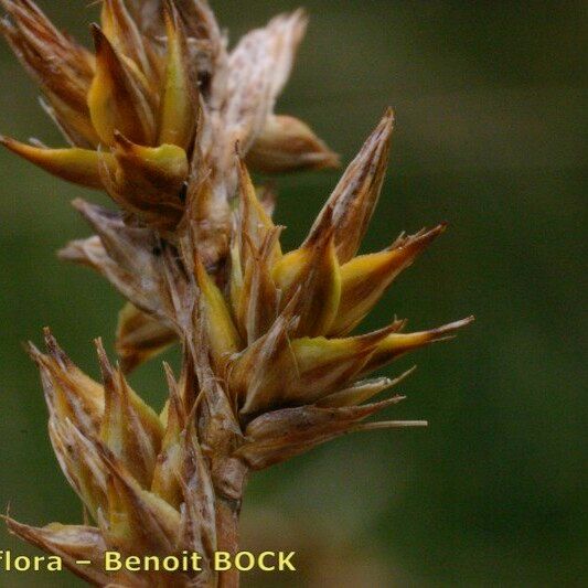 Carex colchica Fruct