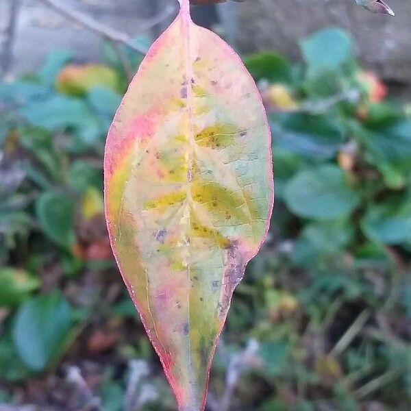 Cornus nuttallii Листок