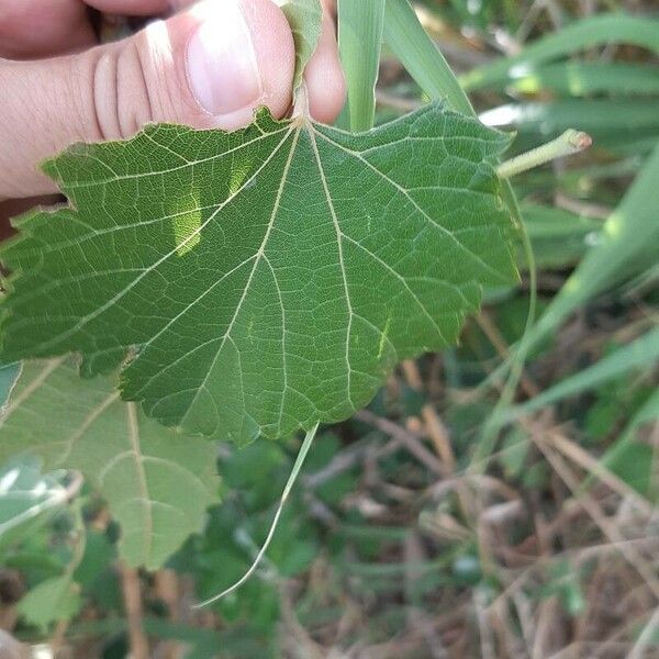 Vitis rotundifolia 葉