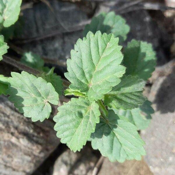 Malvastrum coromandelianum Leaf