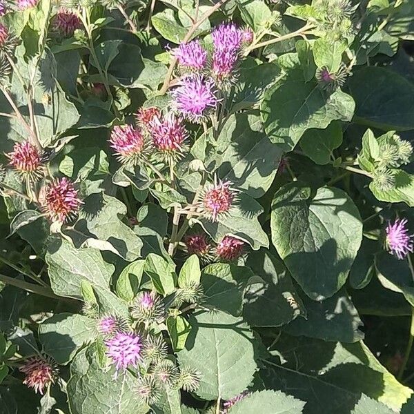 Arctium minus Blomst