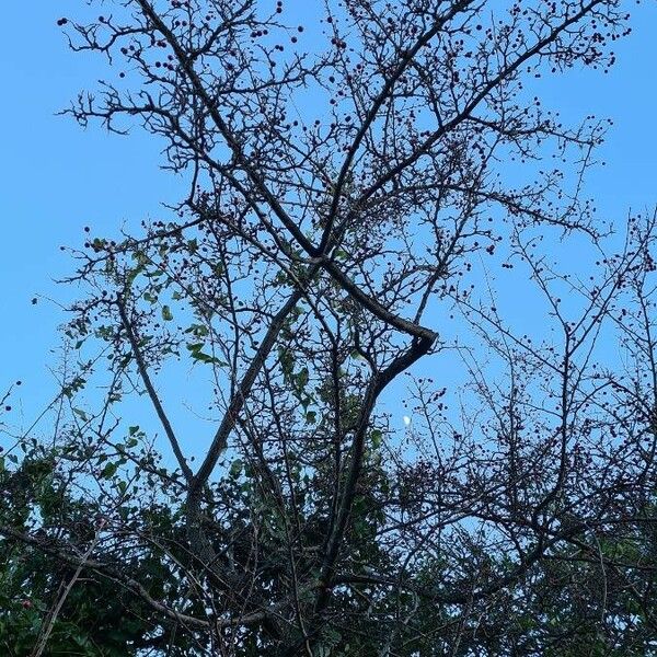 Crataegus laciniata Habit