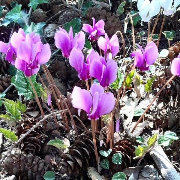 Cyclamen hederifolium Kwiat