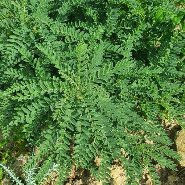 Astragalus atropilosulus Листок