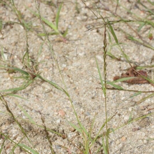 Eragrostis pilosa Tervik taim