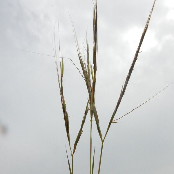 Hyparrhenia rufa Blomst