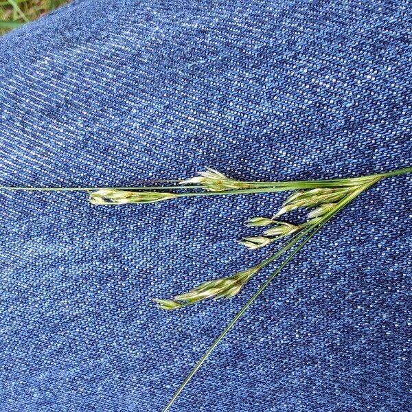 Juncus tenuis Fruit