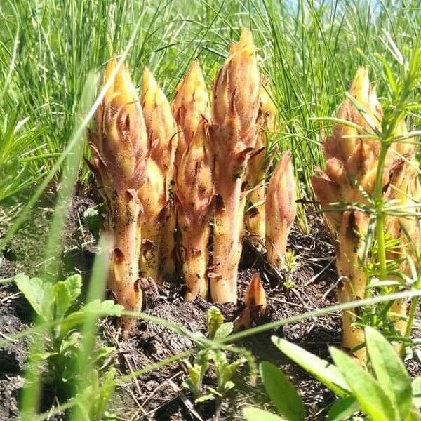 Orobanche elatior Çiçek