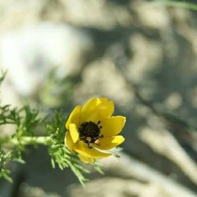 Adonis annua Blomma