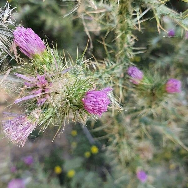 Carduus tenuiflorus Fiore