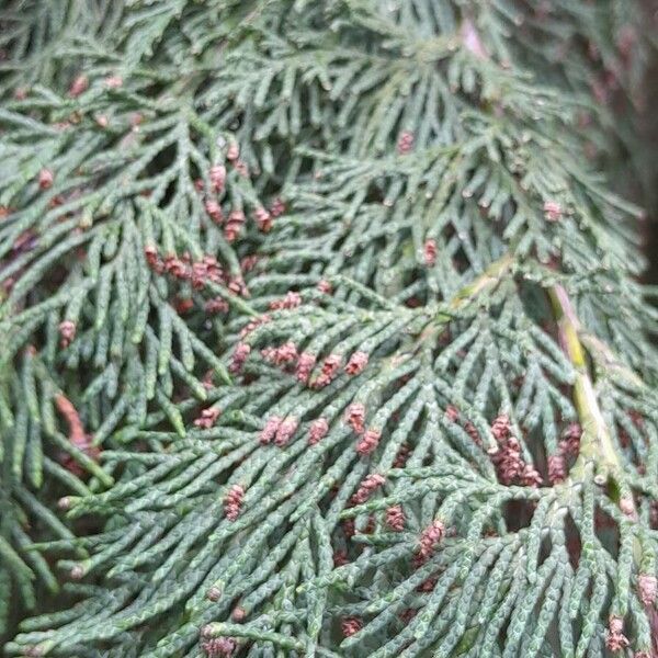 Chamaecyparis lawsoniana Leaf