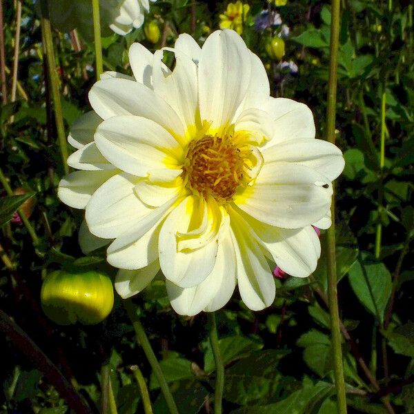 Dahlia pinnata Flower