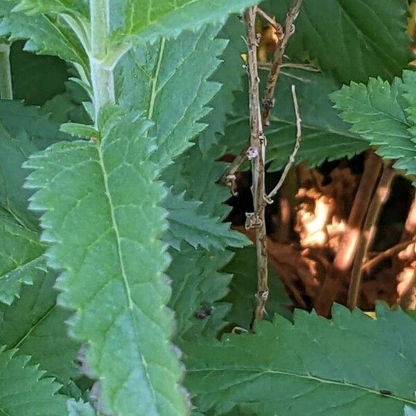 Veronica longifolia Yaprak