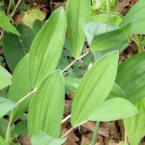 Polygonatum odoratum Лист