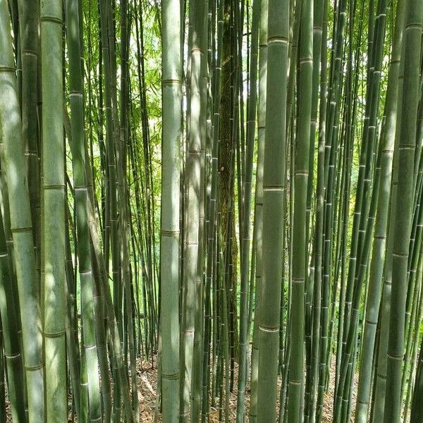 Phyllostachys reticulata Casca