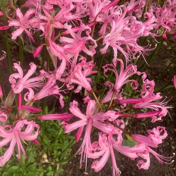 Nerine bowdenii Flower