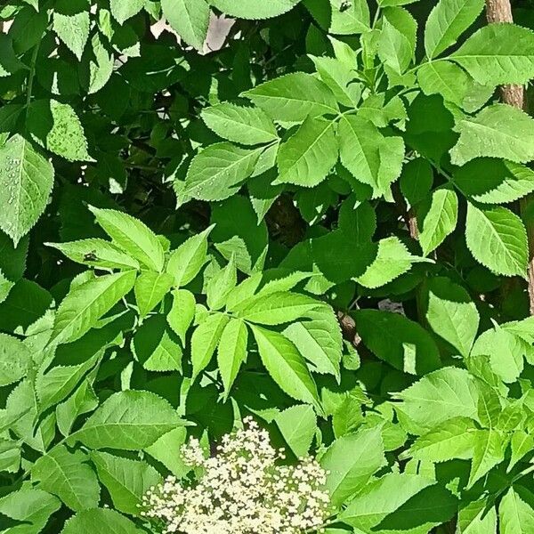 Sambucus nigra Blad