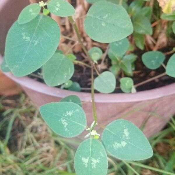 Euphorbia graminea ഇല