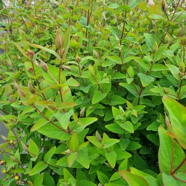 Hypericum × inodorum ᱛᱟᱦᱮᱸ