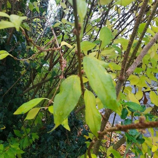 Forsythia viridissima Blatt