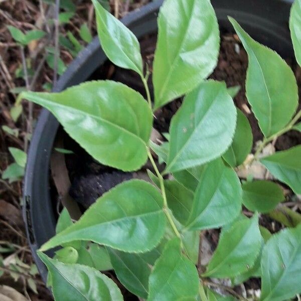 Casearia decandra Leaf