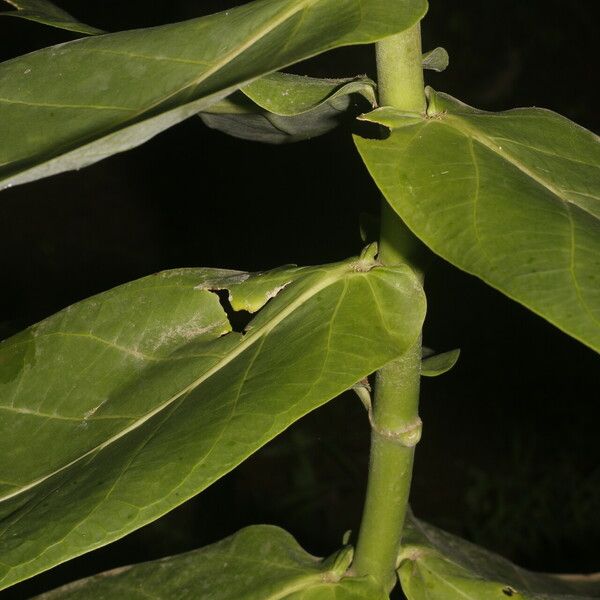 Calotropis procera Leht