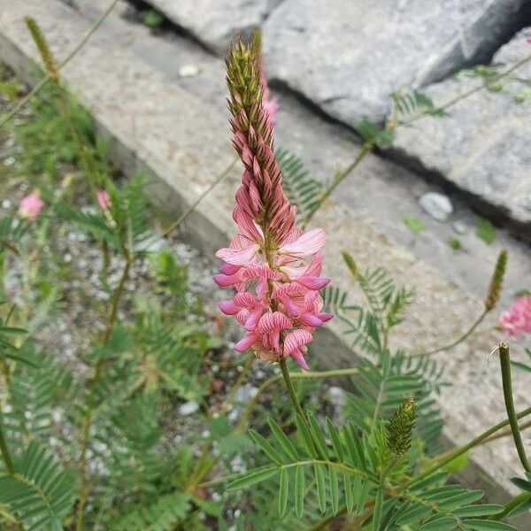 Onobrychis viciifolia Floro