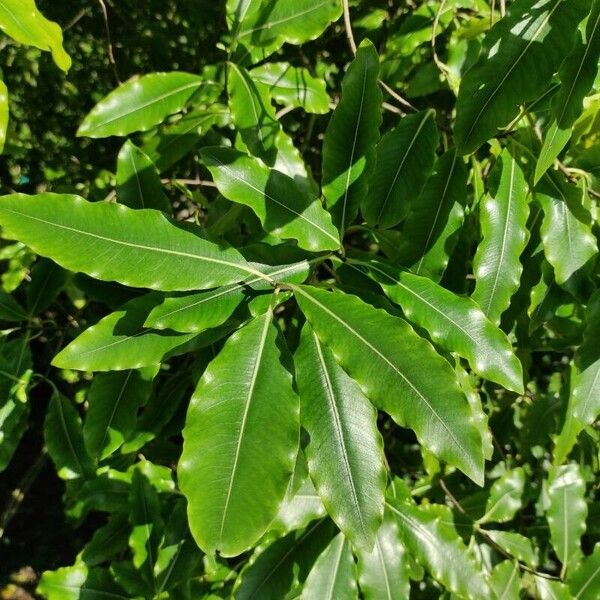 Pittosporum eugenioides Yaprak