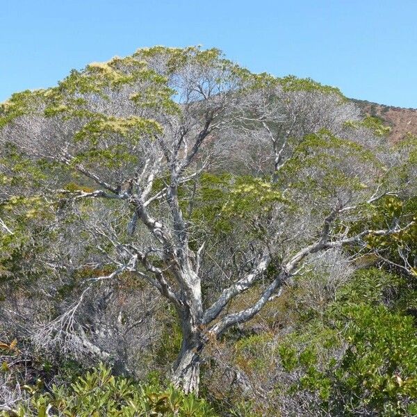 Melaleuca brevisepala Staniste