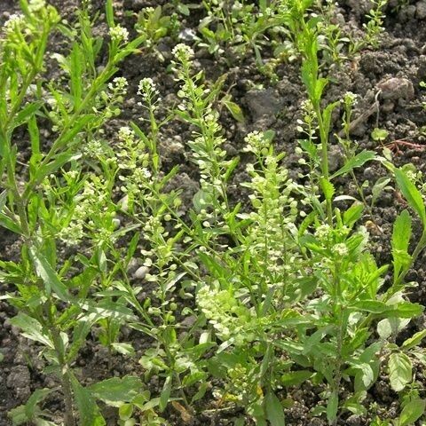 Lepidium densiflorum Habit