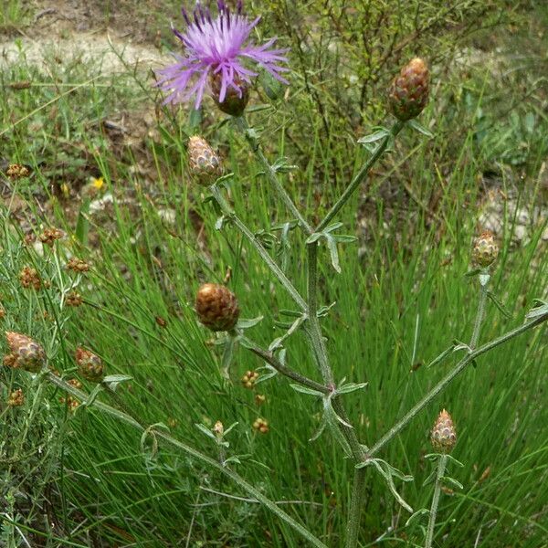 Centaurea paniculata Облик