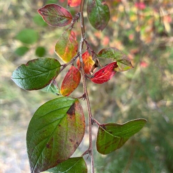 Cotoneaster acutifolius ᱥᱟᱠᱟᱢ