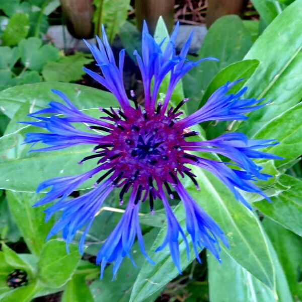 Centaurea montana 花