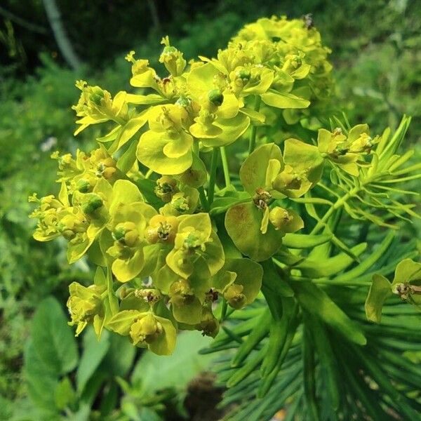 Euphorbia cyparissias Flor