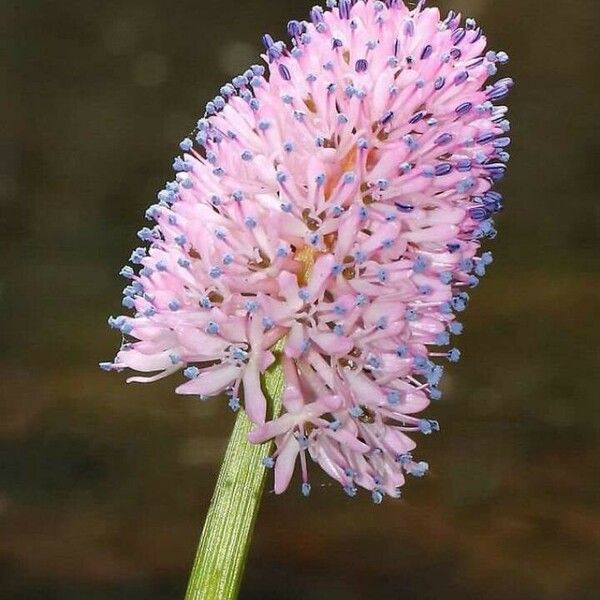 Helonias bullata 花