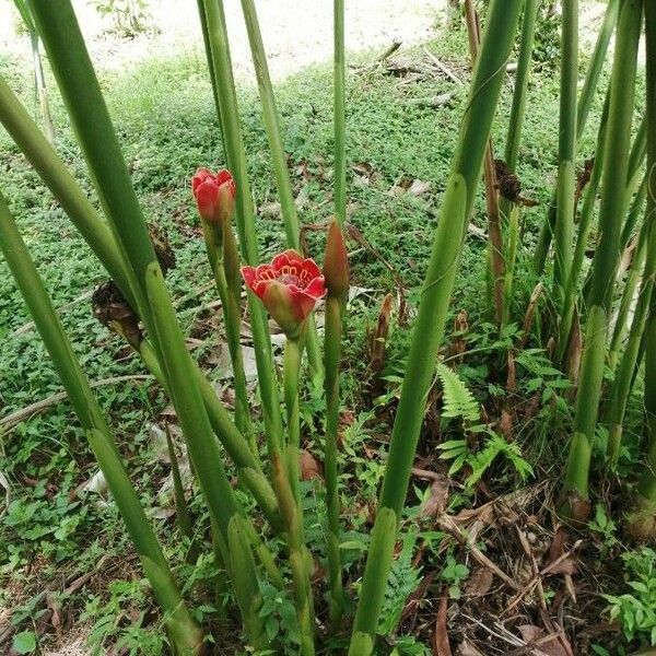 Etlingera hemisphaerica Flower