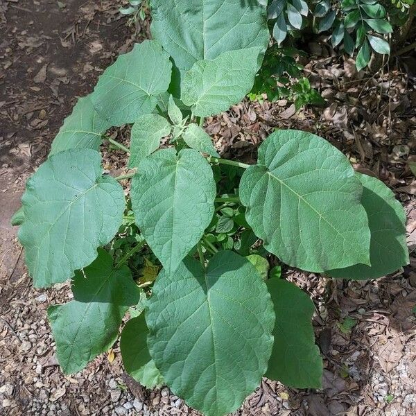 Solanum abutiloides Ліст